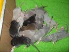 Köln wunderschöne Rattenbabys in div. blue varianten black und mink