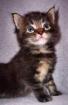 5 typvolle Maine Coon Kitten abzugeben